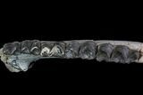 Titanothere (Megacerops) Jaw Section - South Dakota #92707-3